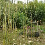 Phyllostachys aureosulcata spectabilis 5-2012.JPG